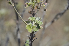 Pelargonium reniforme