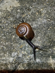 Macrochlamys nitidissima