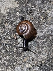 Macrochlamys nitidissima