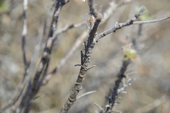 Pelargonium reniforme