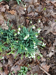Galanthus nivalis