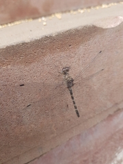 Bradinopyga geminata