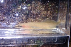 Lepadichthys frenatus