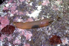 Lepadichthys frenatus