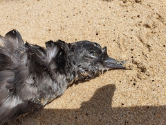 Ardenna tenuirostris