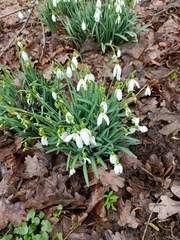 Galanthus nivalis