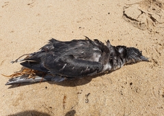 Ardenna tenuirostris