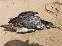 Ardenna tenuirostris