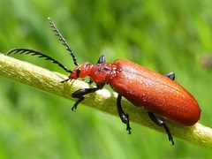 Pyrochroa serraticornis