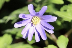 Anemonoides apennina