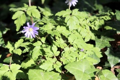 Anemonoides apennina