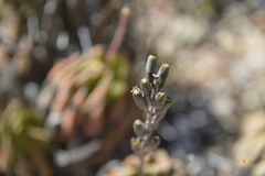 Haworthiopsis fasciata