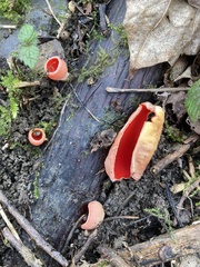 Sarcoscypha austriaca