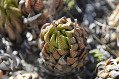 Haworthiopsis fasciata