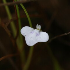 Utricularia leptorhyncha
