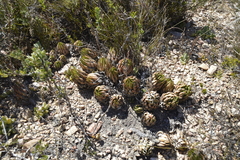 Haworthiopsis fasciata