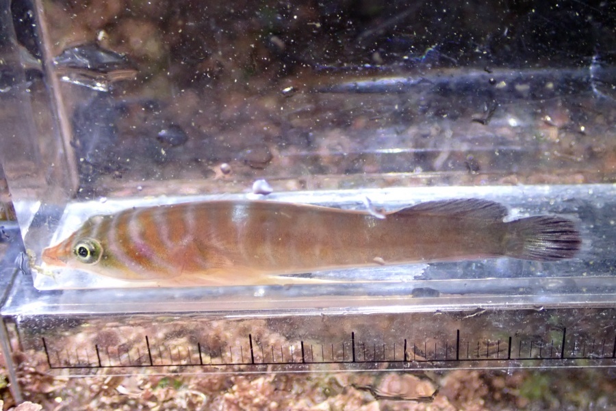 Clingfish
