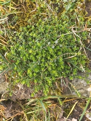 Arenaria