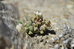 Delosperma algoense