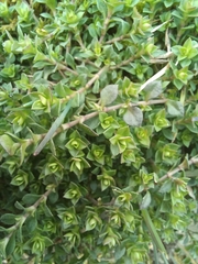 Arenaria