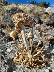 Gamocarpha macrocephala