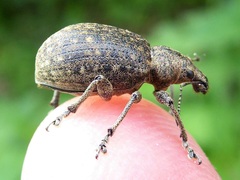 Liophloeus tessulatus