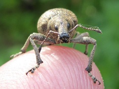 Liophloeus tessulatus