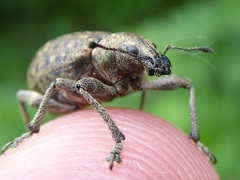 Liophloeus tessulatus