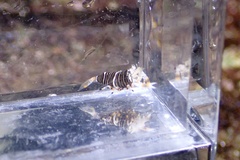 Gnathophyllum americanum