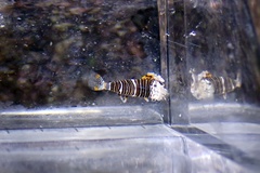 Gnathophyllum americanum