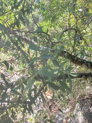 Maytenus acuminata