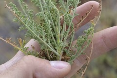 Pelargonium tragacanthoides