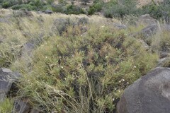 Pelargonium tragacanthoides