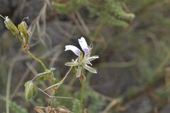 Pelargonium tragacanthoides