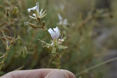 Pelargonium tragacanthoides