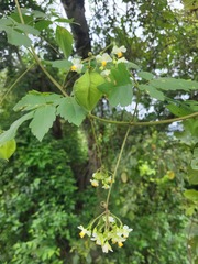Cardiospermum grandiflorum