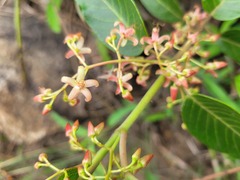 Tacazzea apiculata