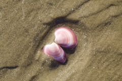 Eucallista purpurata