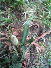 Galanthus nivalis