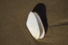 Amarilladesma mactroides