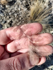 Bubo virginianus magellanicus