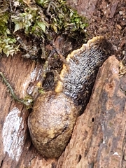 Tandonia budapestensis
