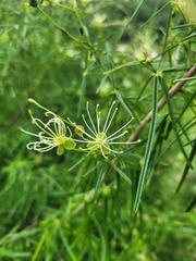 Maerua rosmarinoides