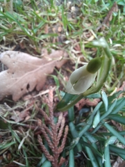 Galanthus nivalis
