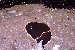 Callioplana marginata