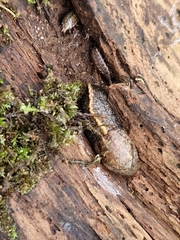 Tandonia budapestensis