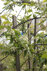 Prunus padus