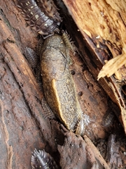 Tandonia budapestensis