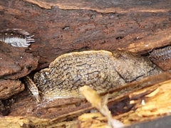 Tandonia budapestensis
