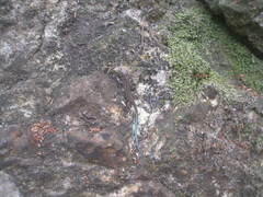 Tropidosaura gularis